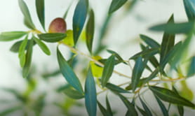 オリーブ